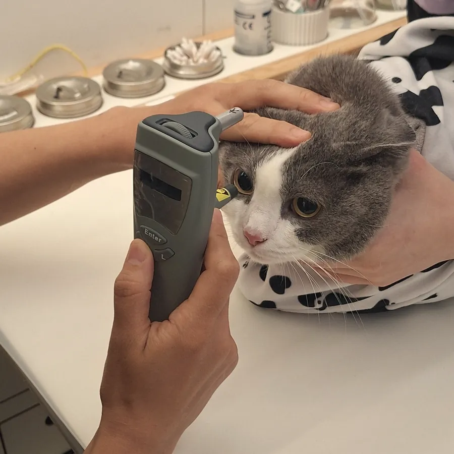 안압계로 고양이 안압을 재는 모습