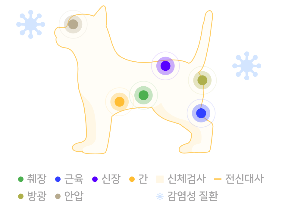 기본형 검진 부위 그래픽